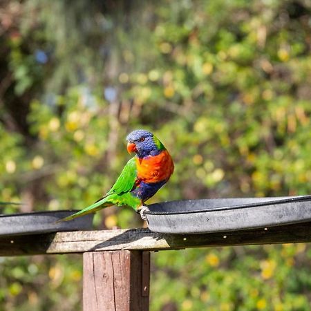 Lorikeet Holiday Park Arrawarra Exterior foto