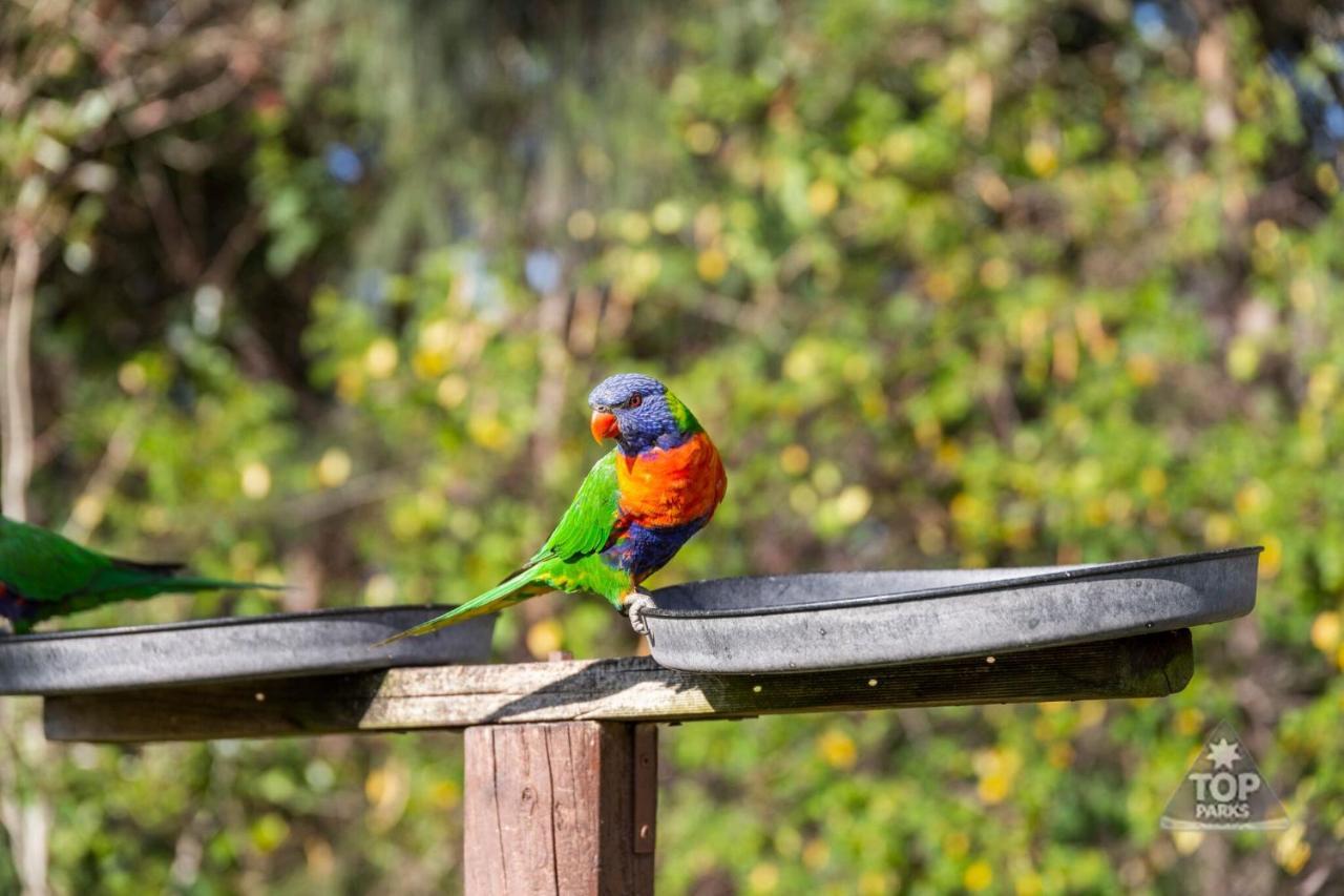 Lorikeet Holiday Park Arrawarra Exterior foto